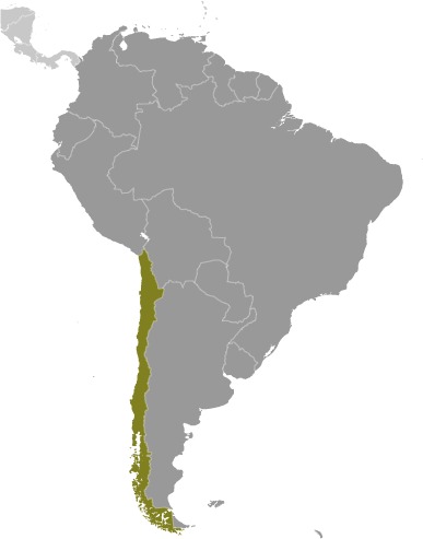 Chile (World Factbook website)