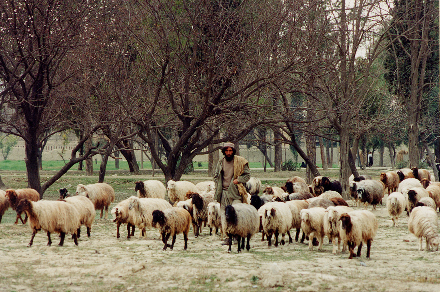 Man Tending To Sheep / Afghanistan / Afghan - Click Image to Close