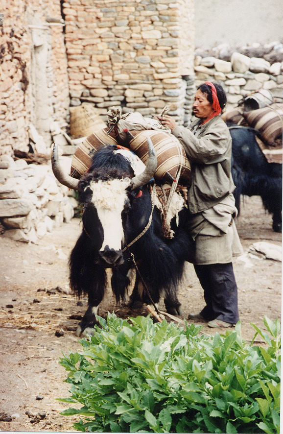 Man Tieing Goods On To Yak / Nepal / Dolpo