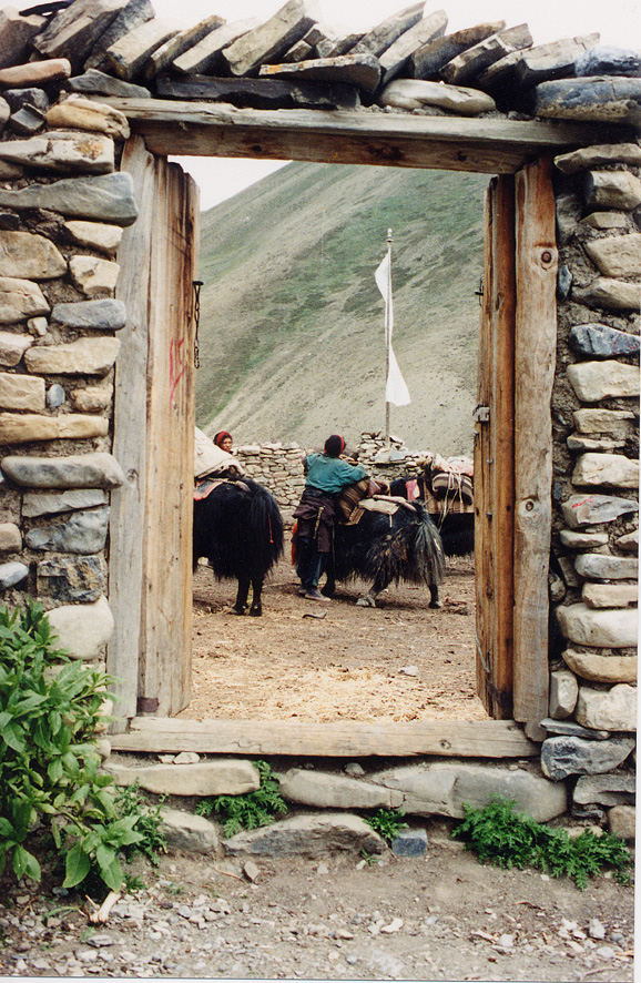 Man And Yak Through Door / Nepal / Dolpo