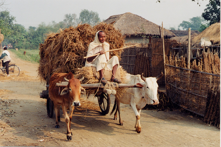 Man On Ox Cart Carrying Hay, Southern Region / Nepal - Click Image to Close