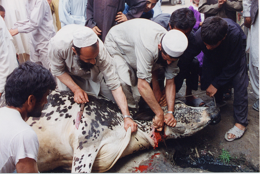 Sacrifice For Feast Of Id Kurban / Pakistan / Pakistani - Click Image to Close