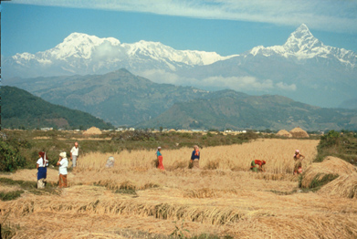 Untitled 592 / Nepal